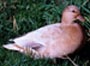Apricot Call Page